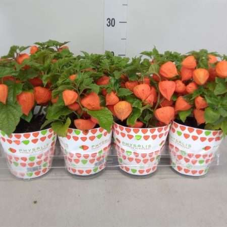 Physalis Alkekengi- Lampionvirág 13/30cm
