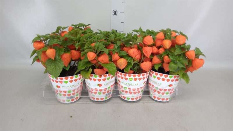 Physalis Alkekengi- Lampionvirág 13/30cm