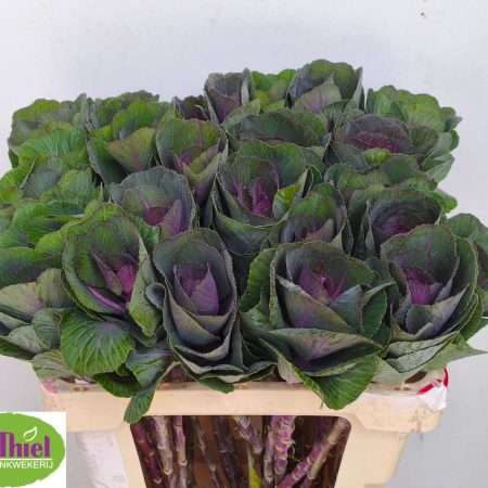 Brassica oleracea- Káposzta (Red Crane) 55cm