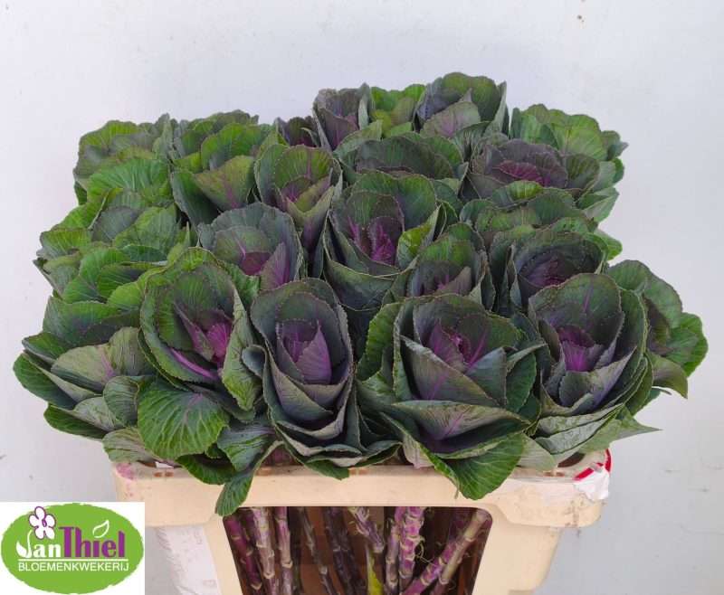 Brassica oleracea- Káposzta (Red Crane) 55cm