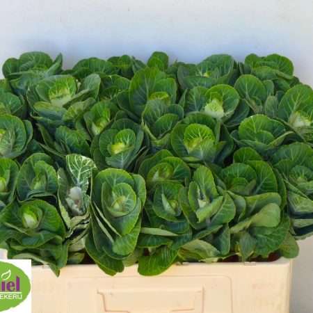 Brassica oleracea- Káposzta (White Crane) 50cm