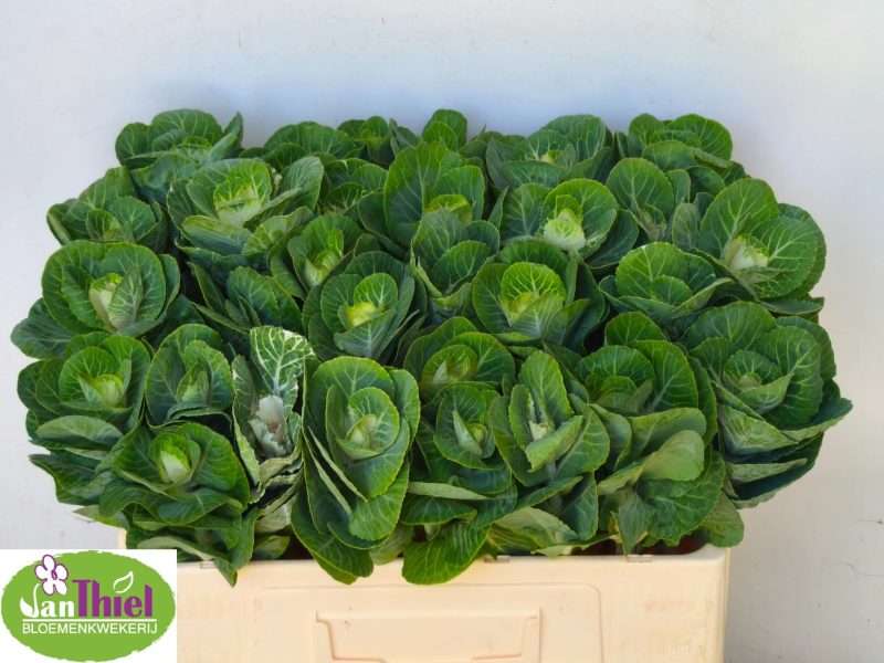 Brassica oleracea- Káposzta (White Crane) 50cm