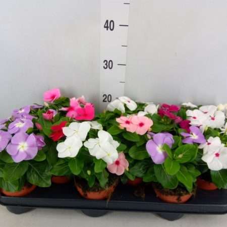 Catharanthus roseus-Rózsás meténg (Mix) 10,5/20cm