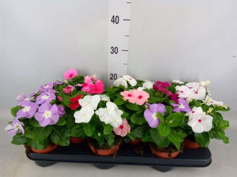 Catharanthus roseus-Rózsás meténg (Mix) 10,5/20cm