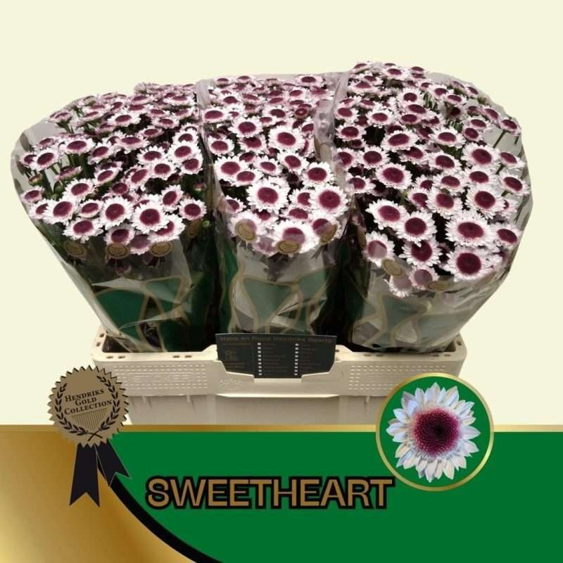 Bicolor Krizantém (Sweetheart) 55cm