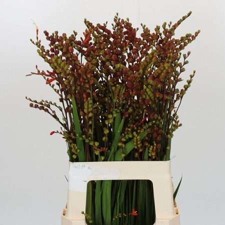 Crocosmia- Sáfrányfű (Bes of Suzanna) 70cm
