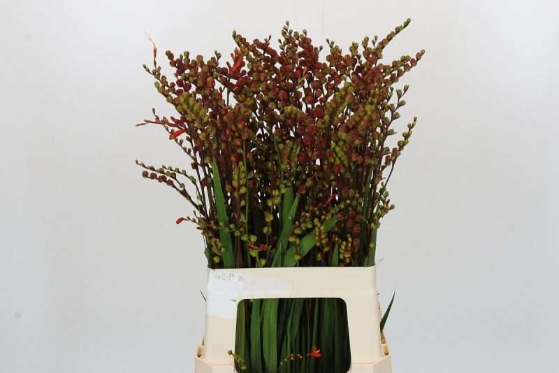 Crocosmia- Sáfrányfű (Bes of Suzanna) 70cm
