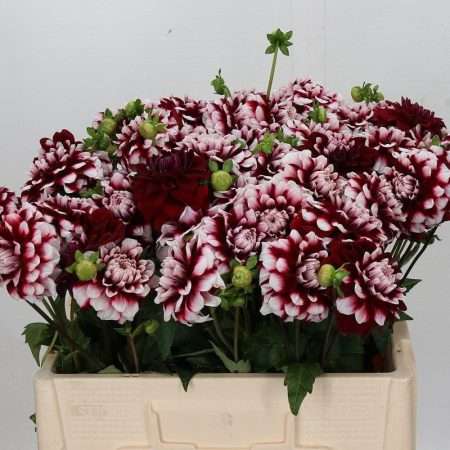 Bicolor Dahlia-Dália (Checkers) 60cm