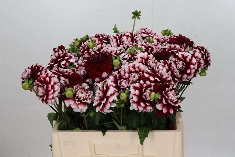 Bicolor Dahlia-Dália (Checkers) 60cm