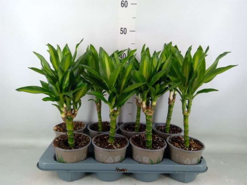 Dracaena Fragrans- Illatos Sárkányfa (Cintho) 13/45cm
