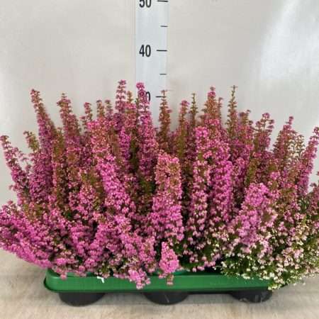 Erica gracilis- Erika/ Vékony hanga (Bea Queen Sylvia) 11/35cm