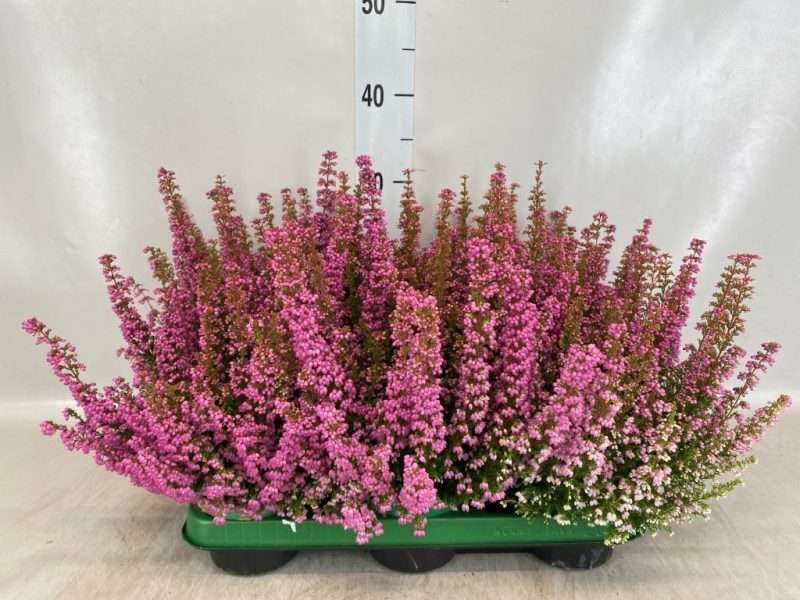 Erica gracilis- Erika/ Vékony hanga (Bea Queen Sylvia) 11/35cm
