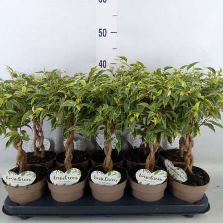 Ficus Benjamina- Kislevelű fikusz (Nina) 12/40cm