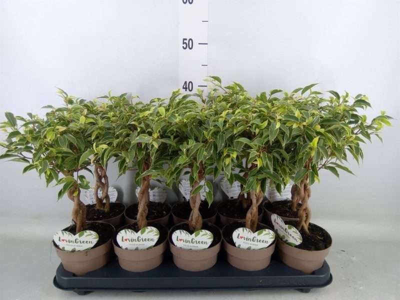 Ficus Benjamina- Kislevelű fikusz (Nina) 12/40cm