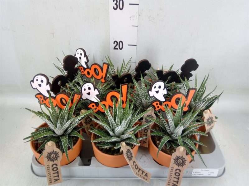 Haworthia fasciala- Pompás Szemölcsliliom (Alba) 10/18cm
