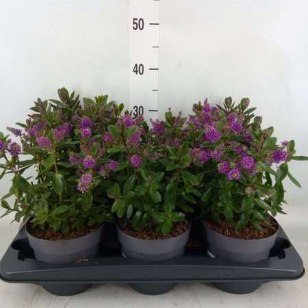 Hebedonna Andersonii- Veronika (Horopito) 15/30cm