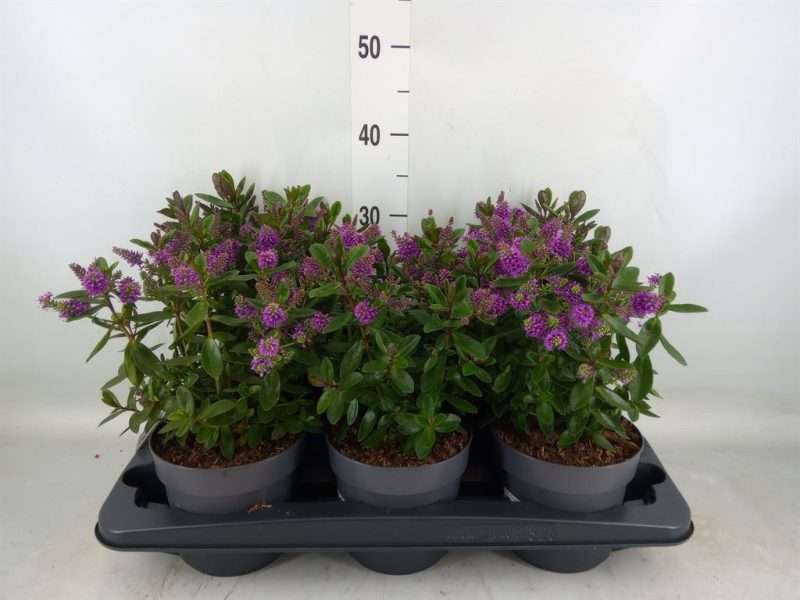 Hebedonna Andersonii- Veronika (Horopito) 15/30cm