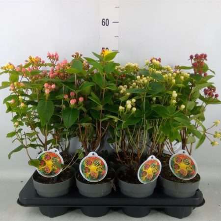 Hypericum- Orbáncfű 13/40cm