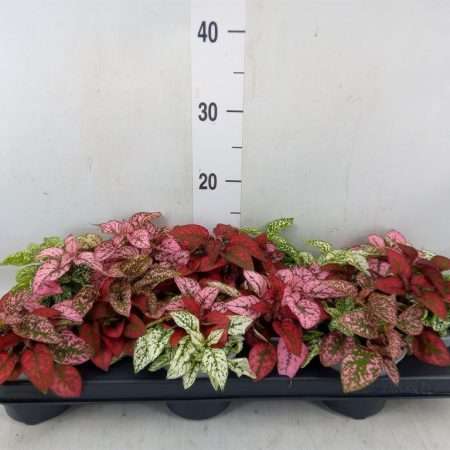 Hypoestes phyllostachya- Szeplősarc (Mix) 10,5/18cm