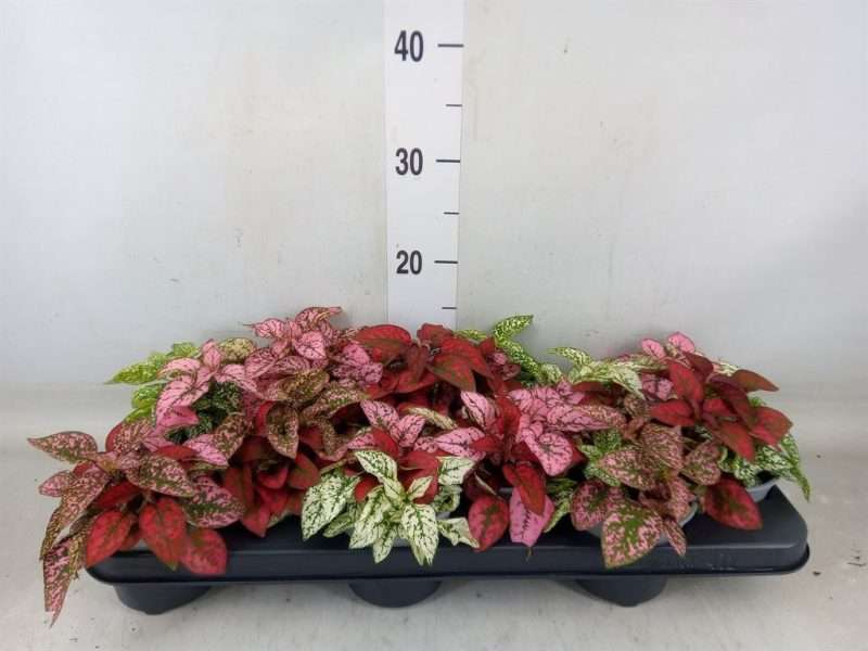 Hypoestes phyllostachya- Szeplősarc (Mix) 10,5/18cm