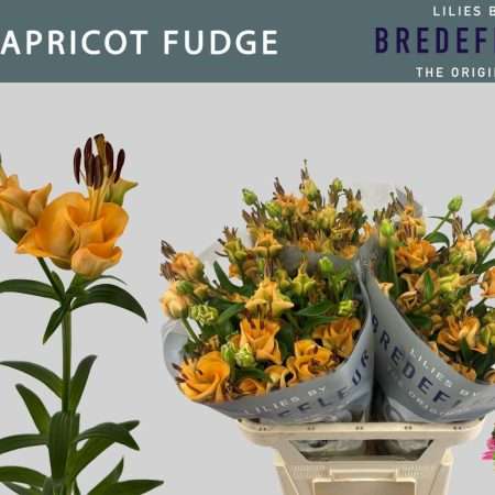 Narancs Liliom (LA Apricot Fudge) 80cm