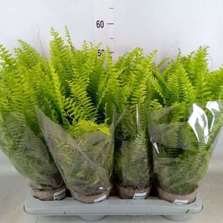 Nephrolepis Exaltata- Szobapáfrány (Green Lady) 14/40cm