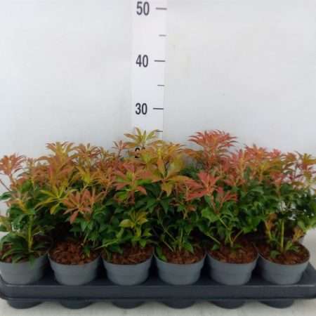 Pieris Japonica- Japán Babérhanga (Forest Flame) 9/15cm