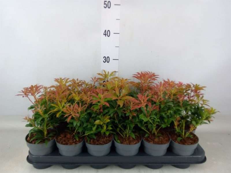 Pieris Japonica- Japán Babérhanga (Forest Flame) 9/15cm