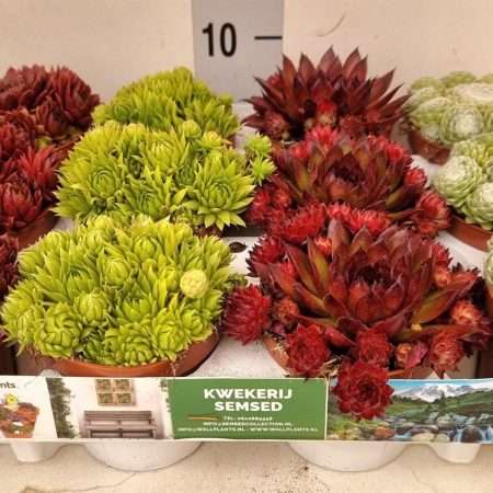 Sempervivum- Kövirózsa 9/13cm