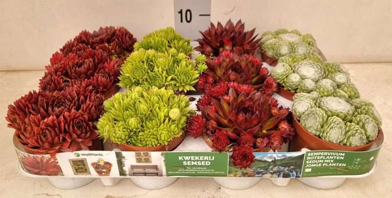 Sempervivum- Kövirózsa 9/13cm