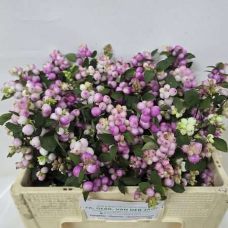 Symphoricarpos- Hóbogyó (Charming Fantas) 50cm