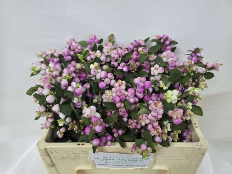 Symphoricarpos- Hóbogyó (Charming Fantas) 50cm